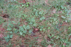 Emilia sonchifolia